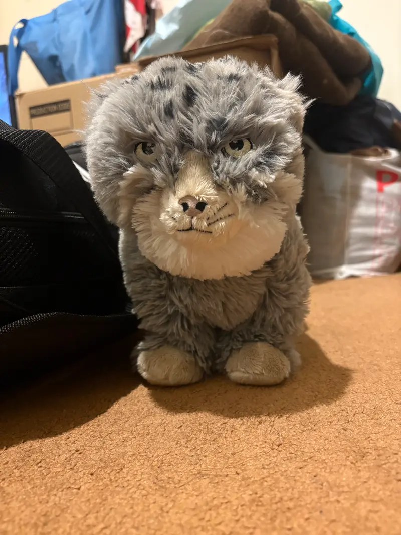 A photograph of a Pallas's cat