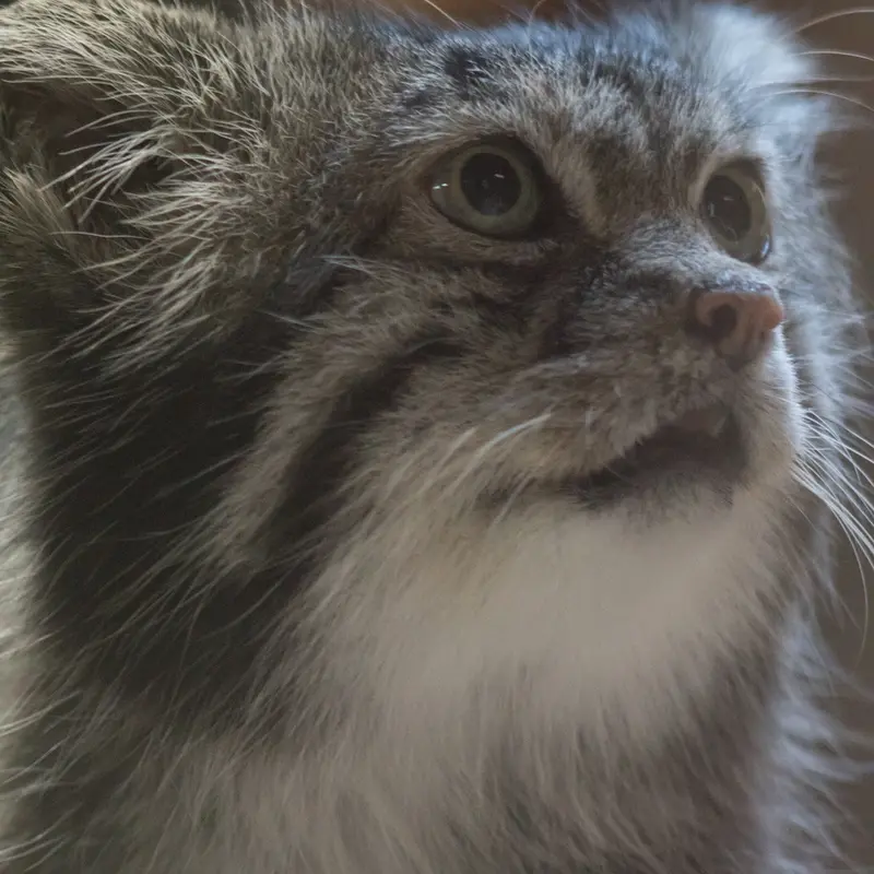 A photograph of Klyon in Ueno Zoological Gardens