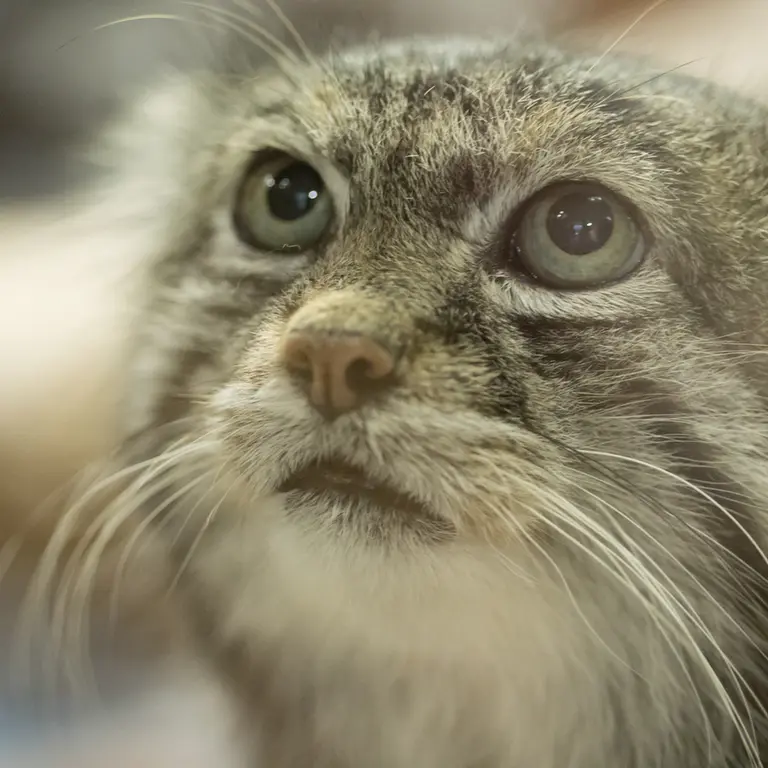A photograph of Klyon in Ueno Zoological Gardens