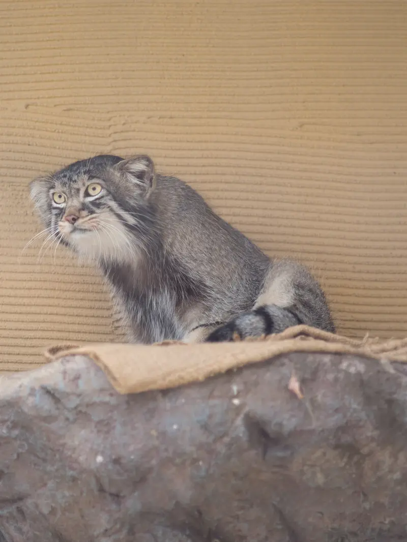 A photograph of Hide in Asahiyama Zoo