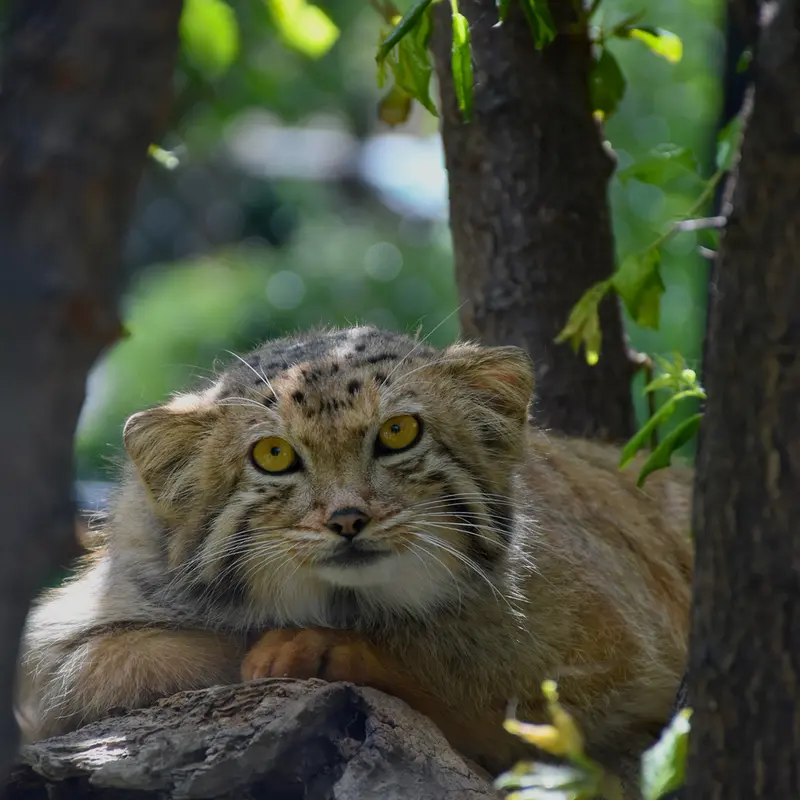 A photograph of Mano in Yerevan Zoo