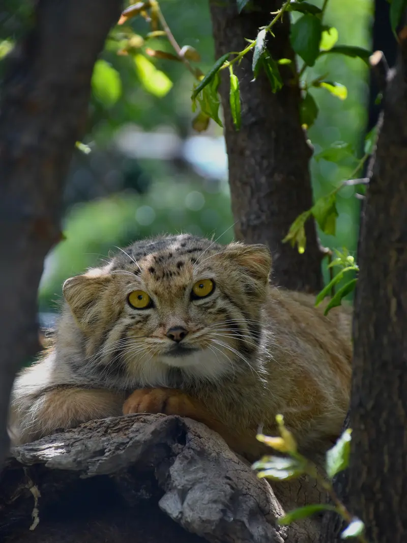 A photograph of Mano in Yerevan Zoo