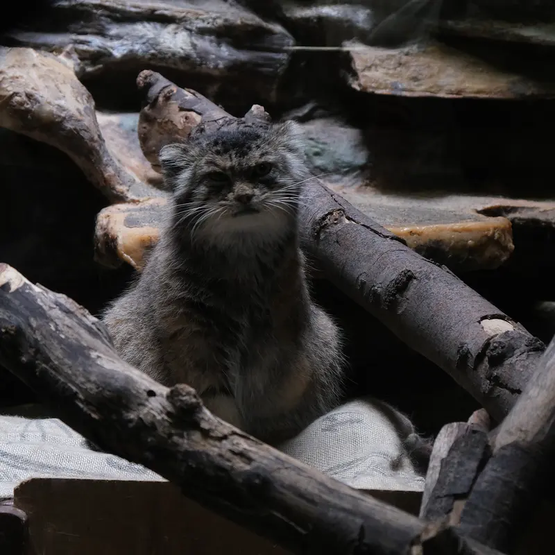A photograph of a Pallas's cat in Ueno Zoological Gardens
