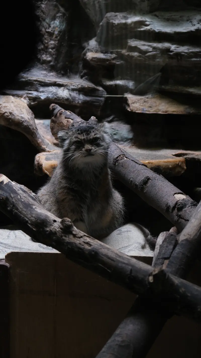 A photograph of a Pallas's cat in Ueno Zoological Gardens