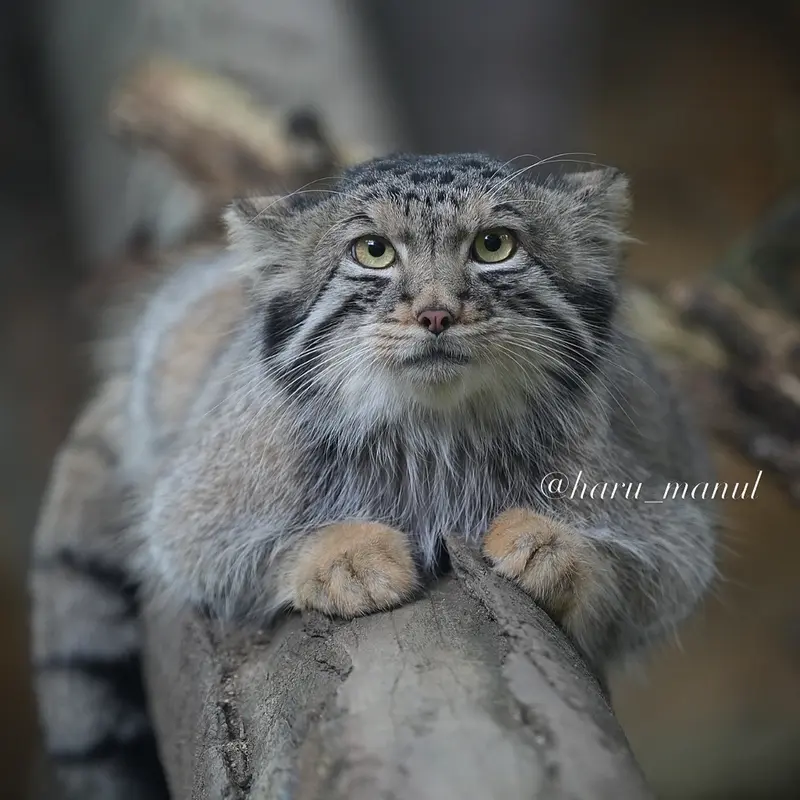 A photograph of Nagomu in Nasu Animal Kingdom