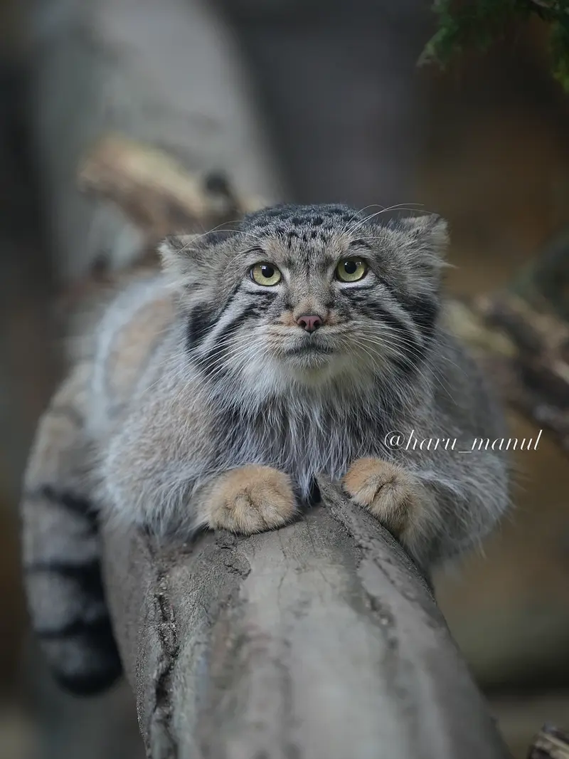 A photograph of Nagomu in Nasu Animal Kingdom
