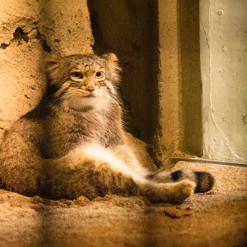 A photograph of Figa in Nogeyama Zoo