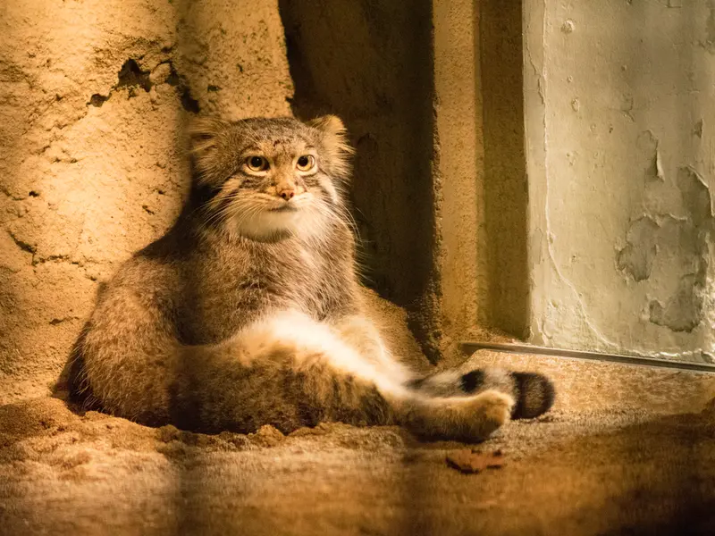 A photograph of Figa in Nogeyama Zoo