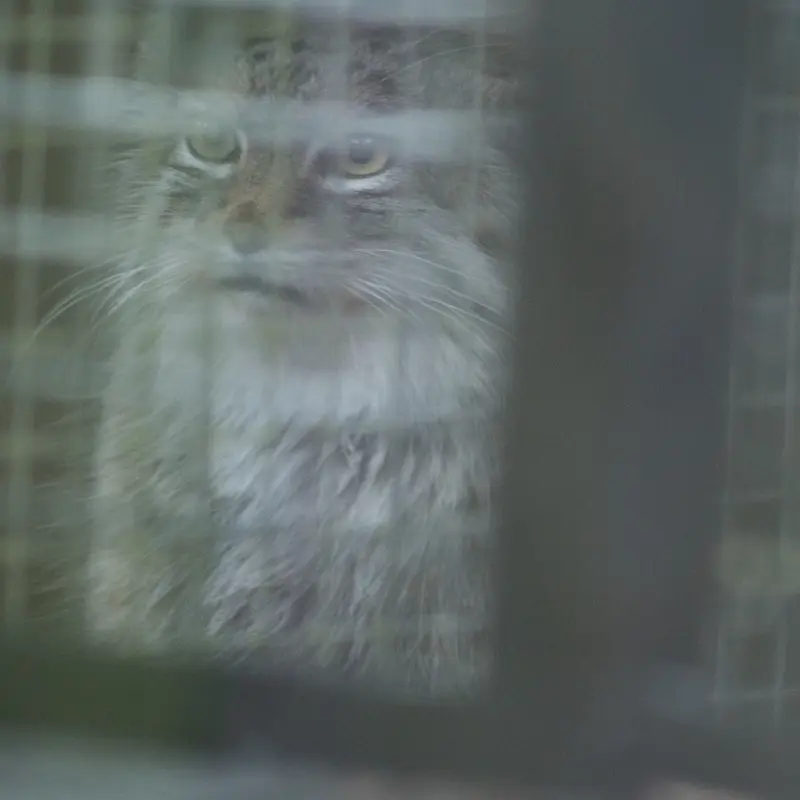 A photograph of Oliva in Saitama Children's Zoo