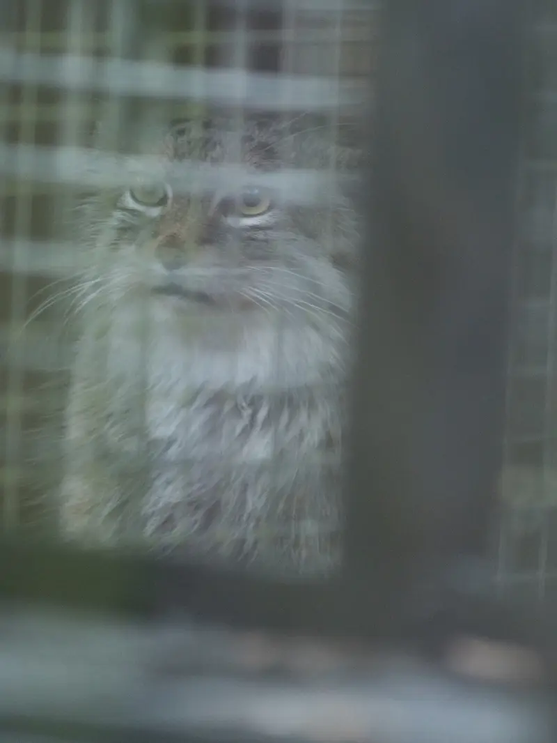 A photograph of Oliva in Saitama Children's Zoo