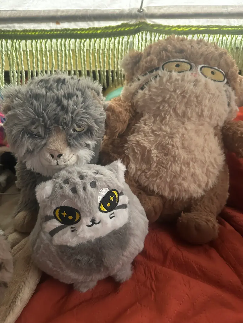A photograph of a Pallas's cat