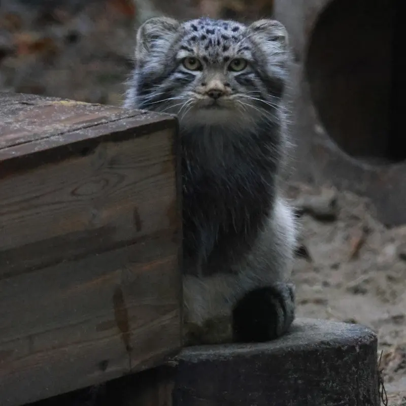A photograph of Son of Lolo b.2026 Ⅱ in Novosibirsk Zoo