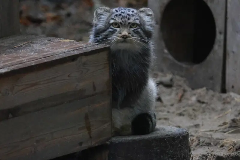 A photograph of Son of Lolo b.2026 Ⅱ in Novosibirsk Zoo