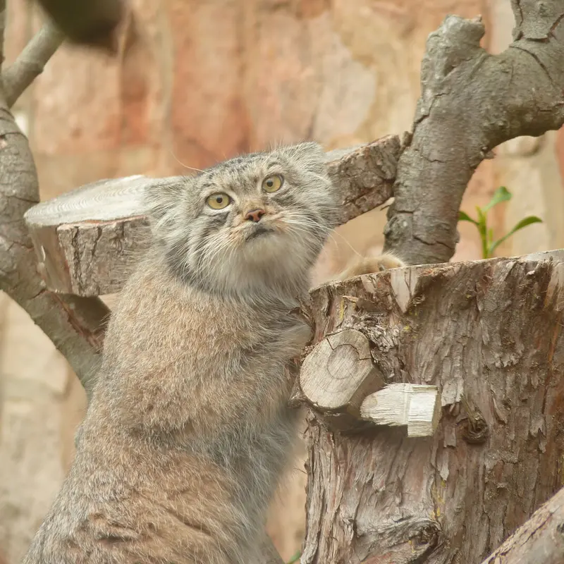 A photograph of Duchess in Edinburgh Zoo