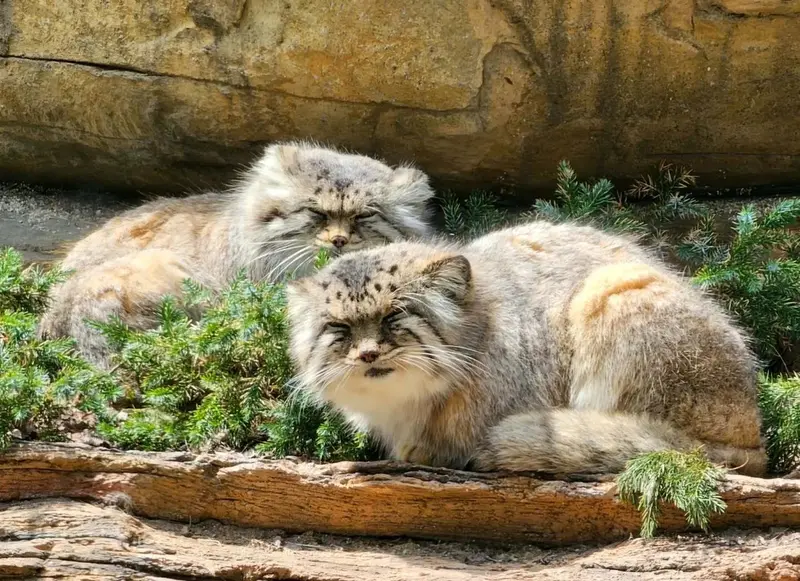 A photograph of a Pallas's cat