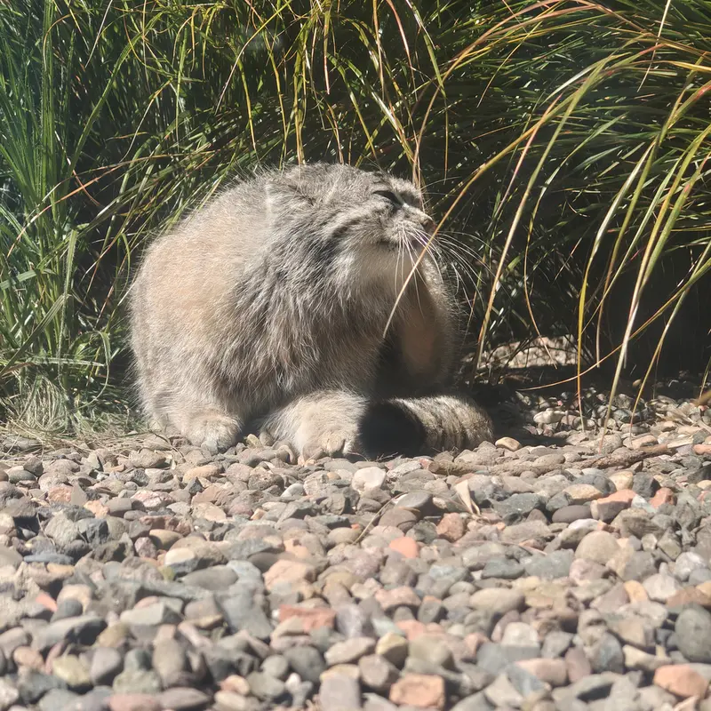 A photograph of Akiko in Edinburgh Zoo