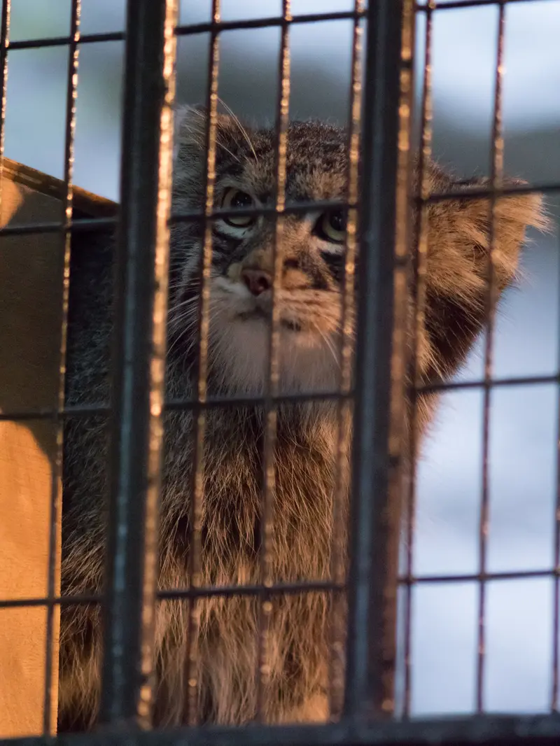 A photograph of Figa in Nogeyama Zoo