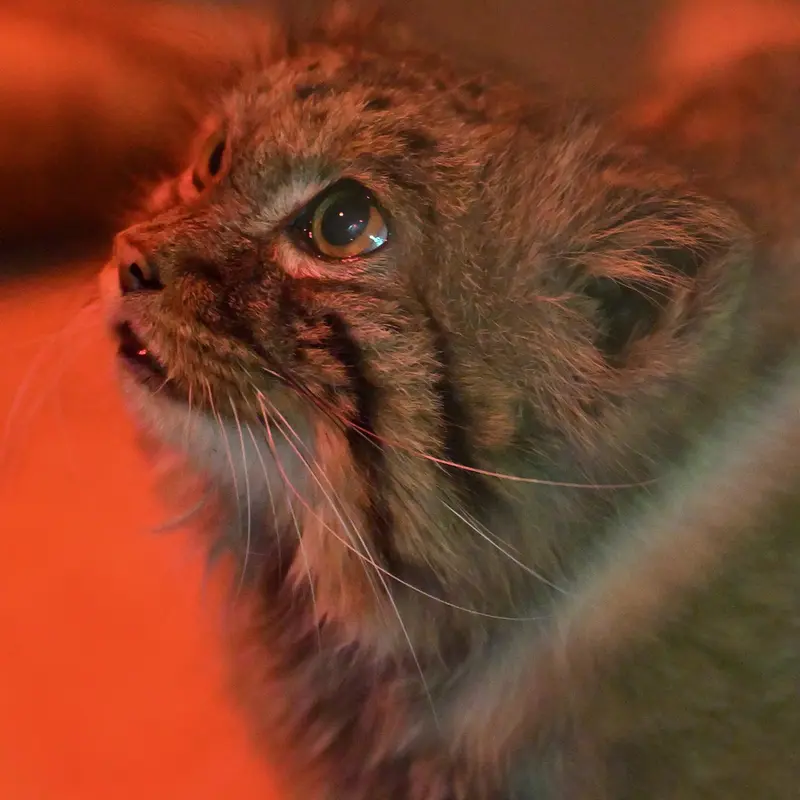 A photograph of Naim in Ueno Zoological Gardens