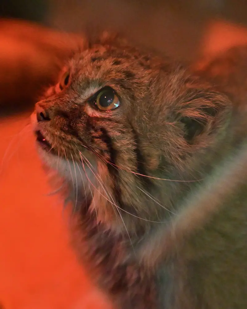 A photograph of Naim in Ueno Zoological Gardens