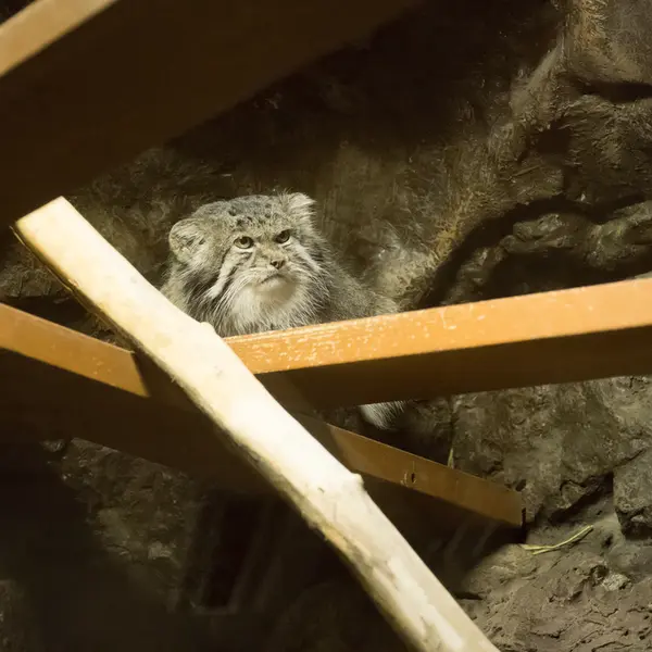 A photograph of Klyon in Ueno Zoological Gardens