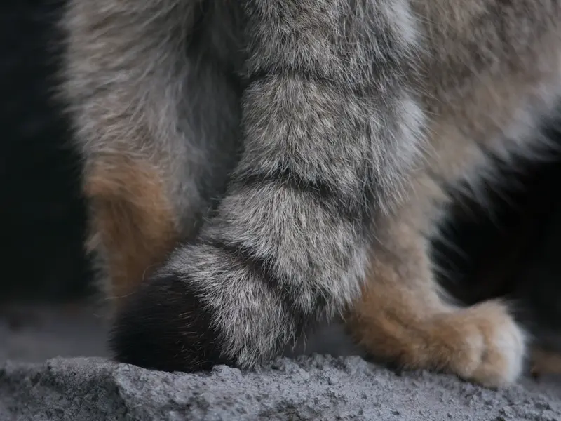 A photograph of Grusha in Asahiyama Zoo