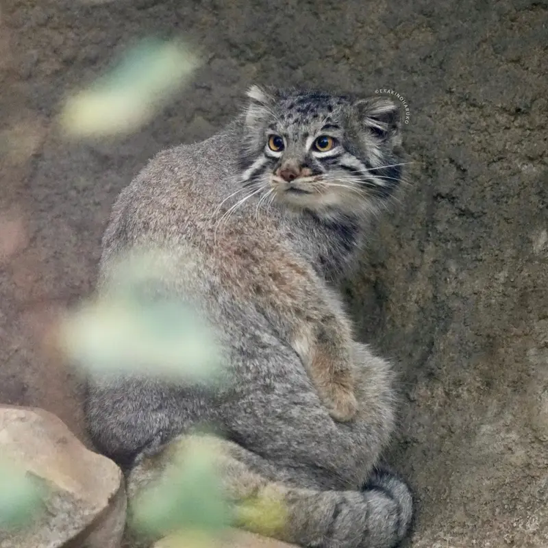 A photograph of Mei in Kobe Animal Kingdom