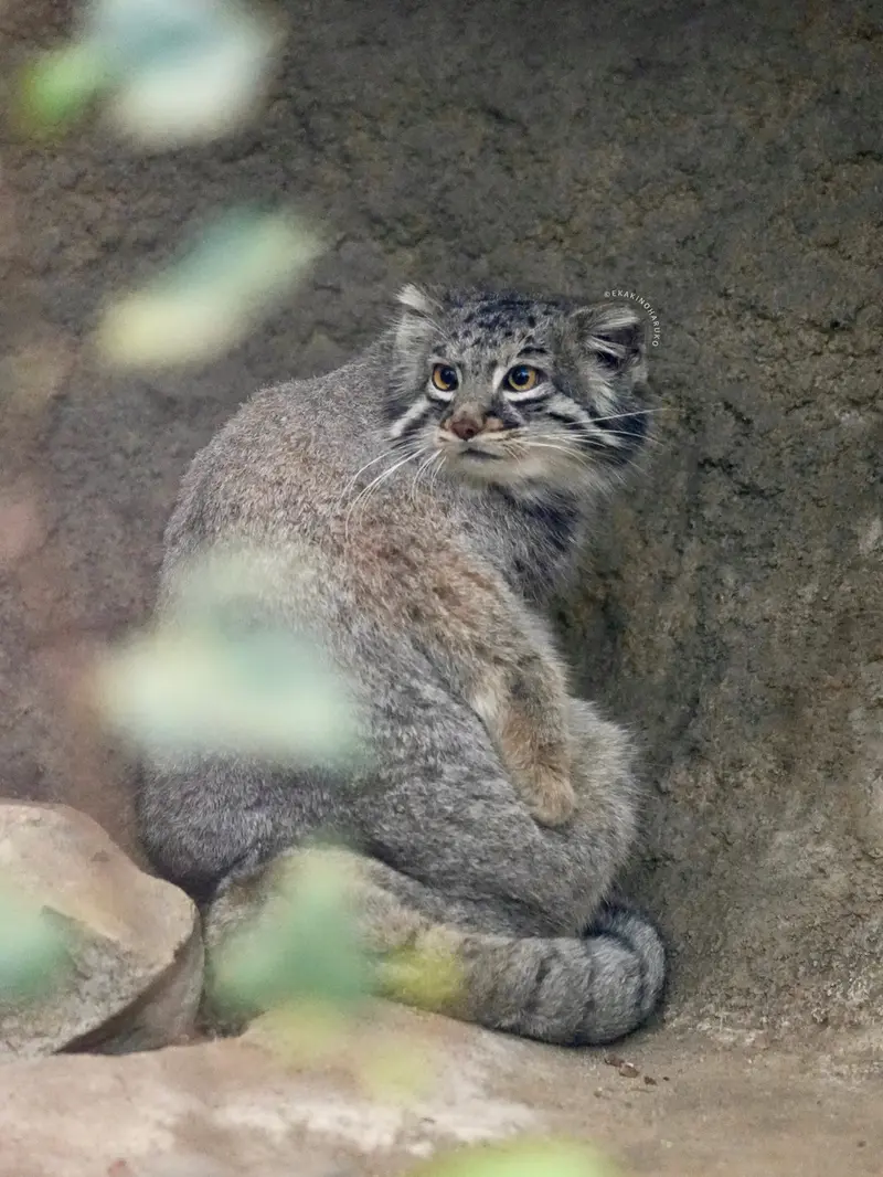 A photograph of Mei in Kobe Animal Kingdom