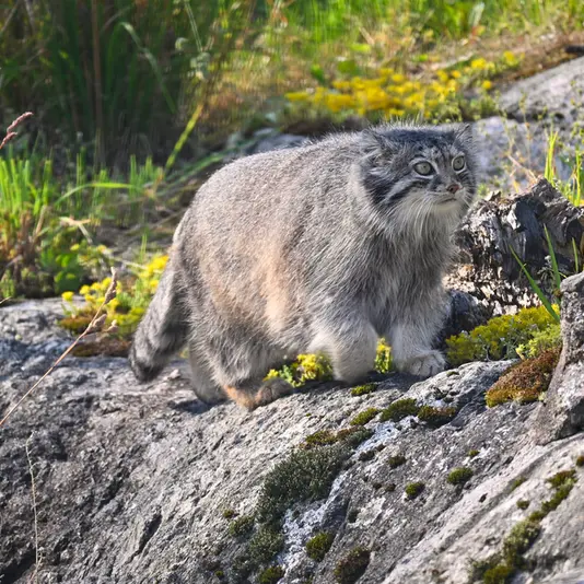 A photograph of Mimi in Korkeasaari Zoo