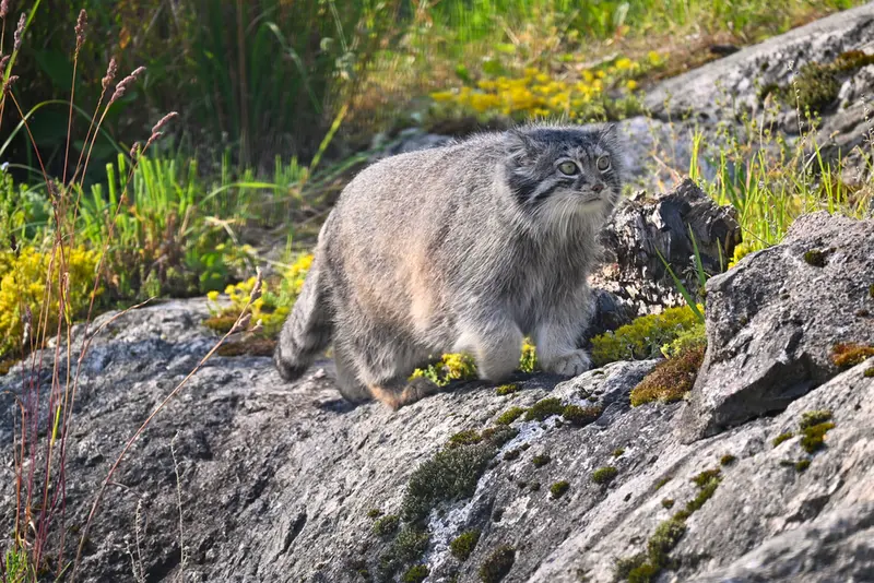 A photograph of Mimi in Korkeasaari Zoo