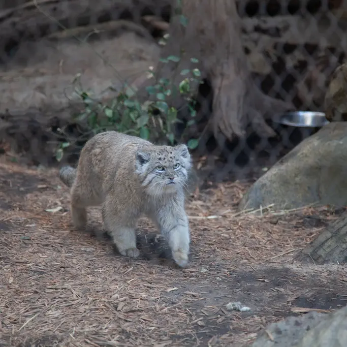 A photograph of Batu in Prospect Park Zoo