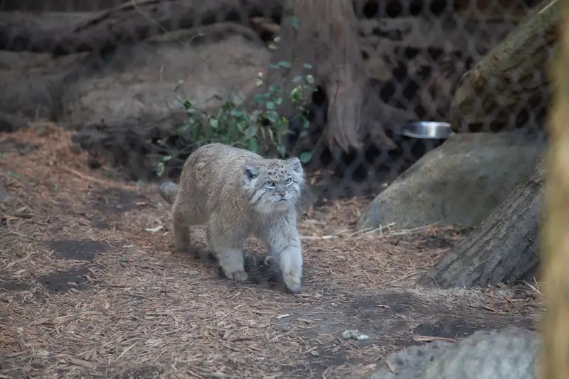 A photograph of Batu in Prospect Park Zoo