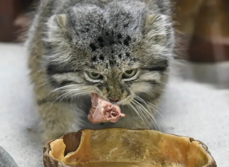 A photograph of Klyon in Ueno Zoological Gardens