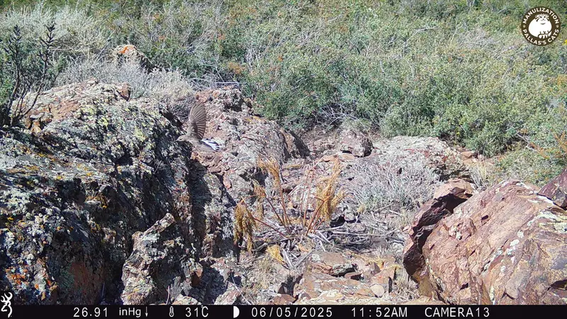 A photograph of a Pallas's cat from Zhundy 3 [new] camera trap