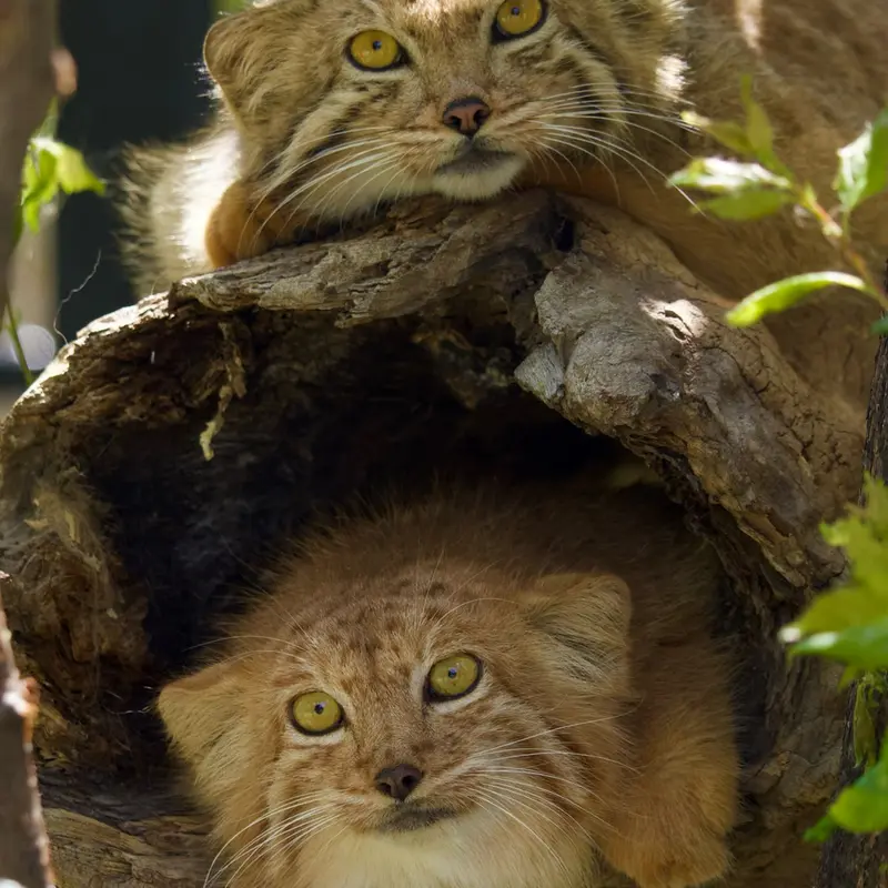A photograph of a Pallas's cat