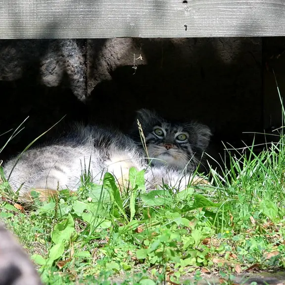 A photograph of a Pallas's cat in Moscow zoo