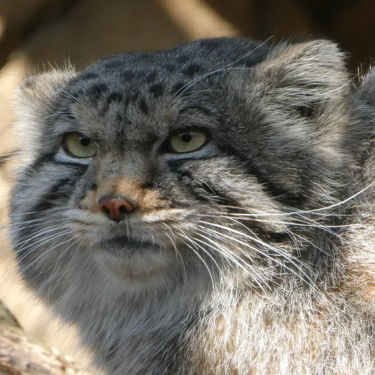 A photograph of Nagomu in Nasu Animal Kingdom