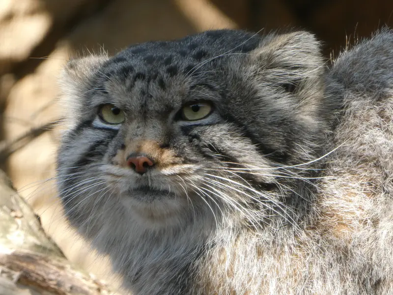 A photograph of Nagomu in Nasu Animal Kingdom