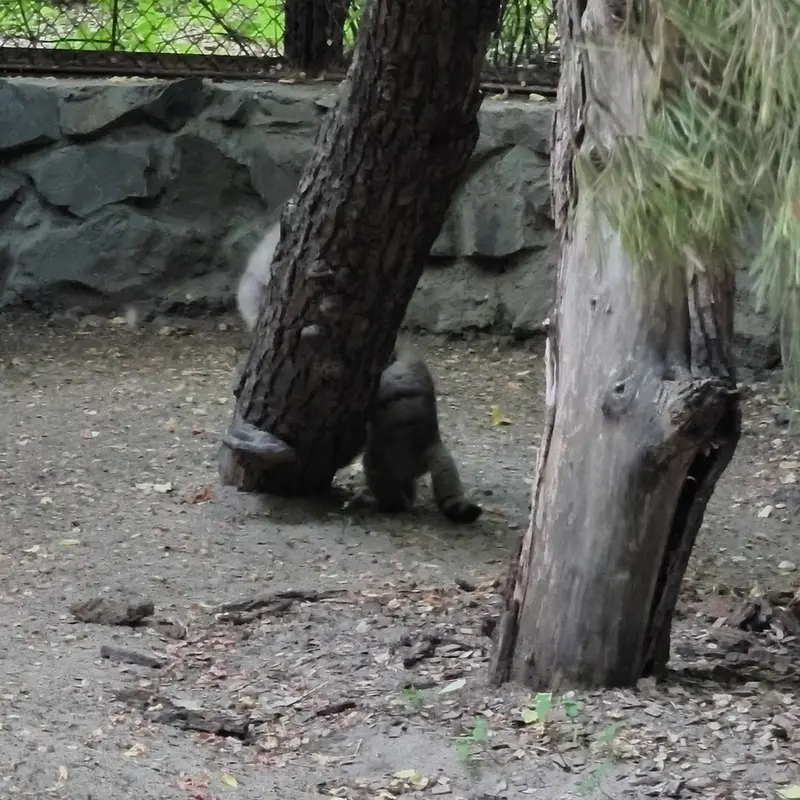 A photograph of a Pallas's cat in Novosibirsk Zoo