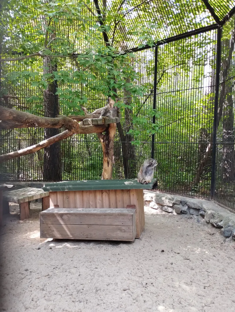 A photograph of a Pallas's cat in Novosibirsk Zoo