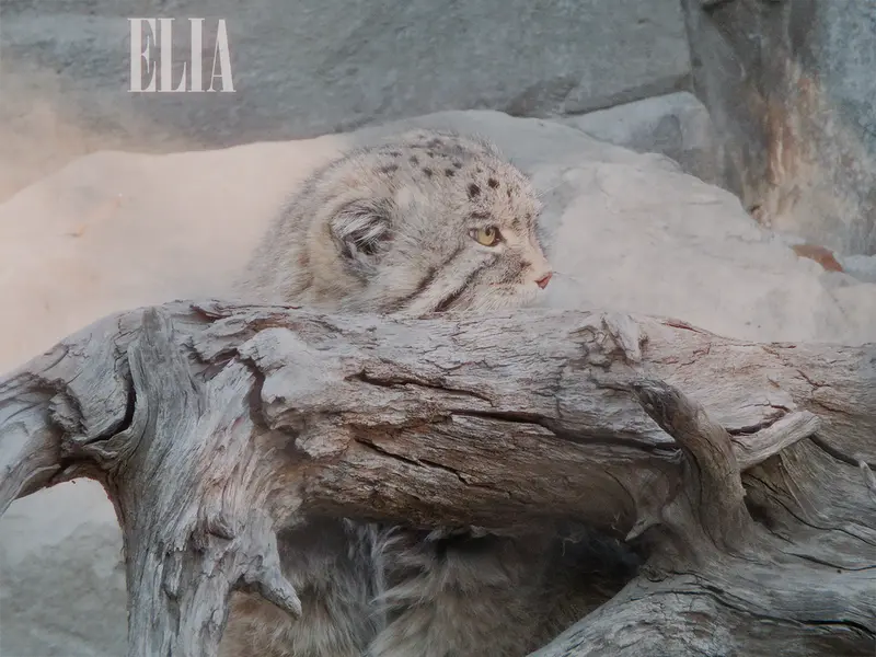 A photograph of Olaf in Calgary Zoo / Wilder Institute