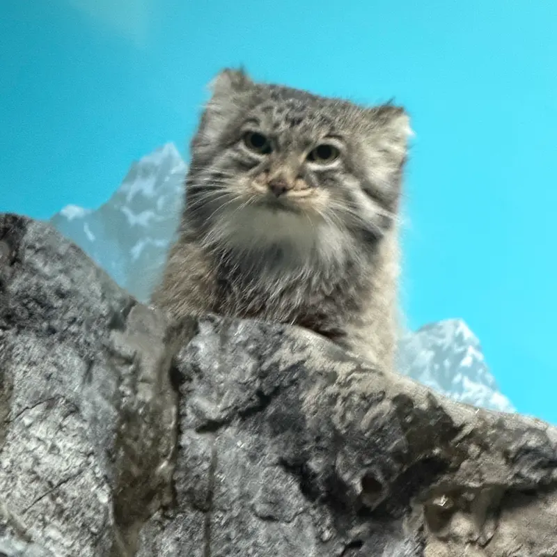 A photograph of Isabel in Cincinnati Zoo