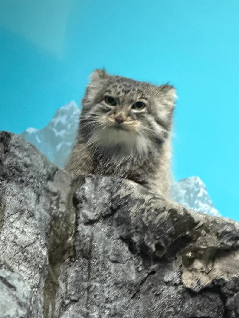 A photograph of Isabel in Cincinnati Zoo