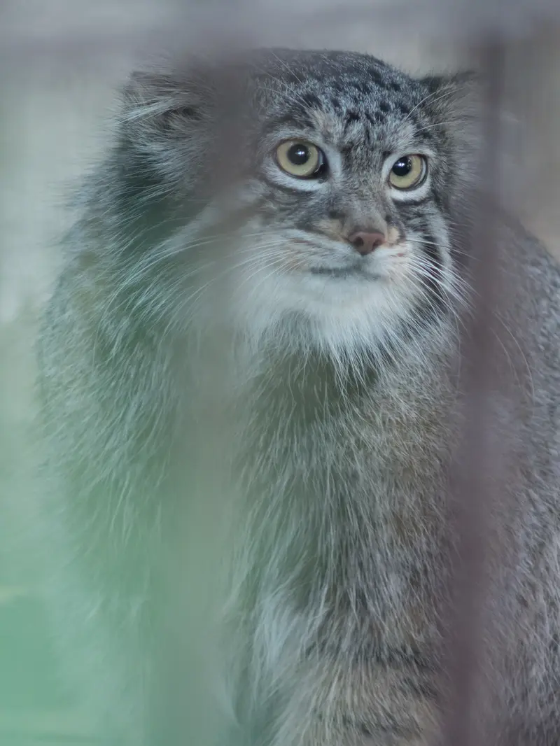 A photograph of Figa in Nogeyama Zoo