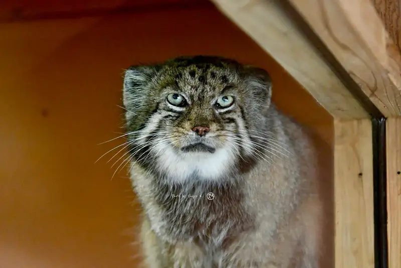 A photograph of a Pallas's cat
