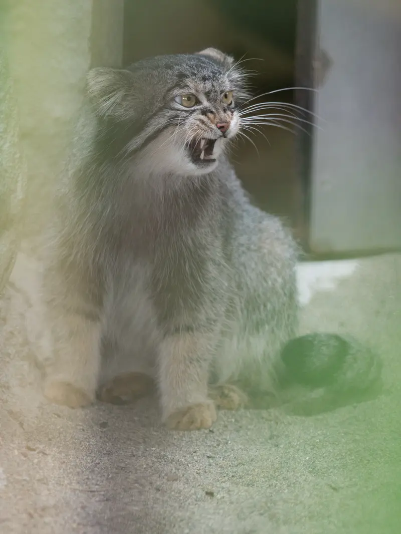 A photograph of Figa in Nogeyama Zoo