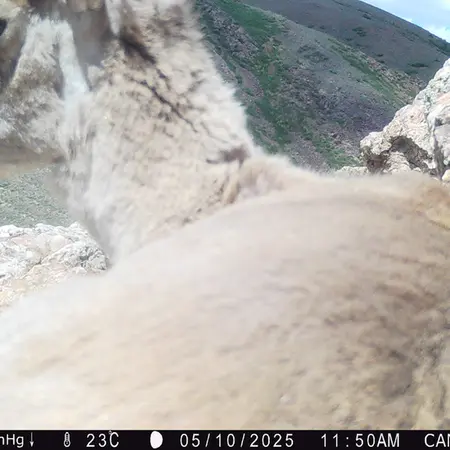 A photograph of Argali from Zhundy 2 camera trap