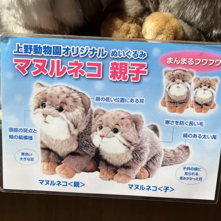 A photograph of a Pallas's cat in Ueno Zoological Gardens
