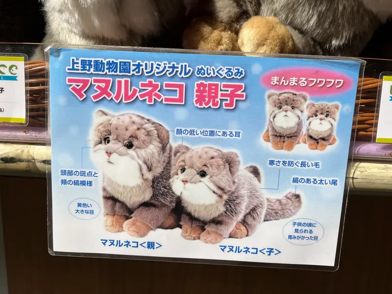 A photograph of a Pallas's cat in Ueno Zoological Gardens