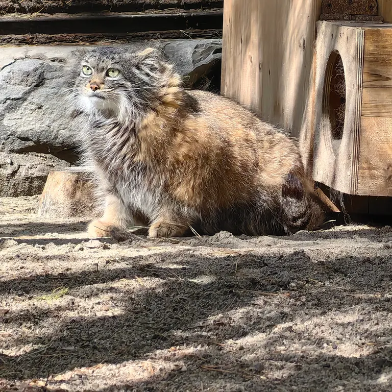 A photograph of Adele in Novosibirsk Zoo