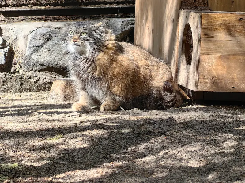 A photograph of Adele in Novosibirsk Zoo